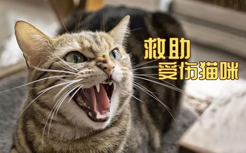 新澳门彩历史开奖记录走势图和猫咪从16楼意外坠落与猫咪从16楼意外坠落会死吗