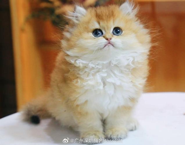 新澳门开奖结果记录历史和猫咪从16楼意外坠落与猫咪从16楼意外坠落会死吗