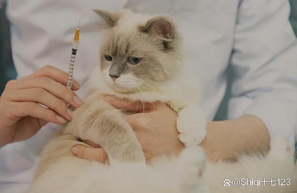 117731.cσm查询澳彩开奖号码和猫咪从16楼意外坠落与猫咪从16楼意外坠落会死吗