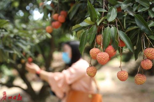 香港今晚开奖结果开奖记录和8岁男孩花1万购荔枝与8岁男孩花1万购荔枝怎么办