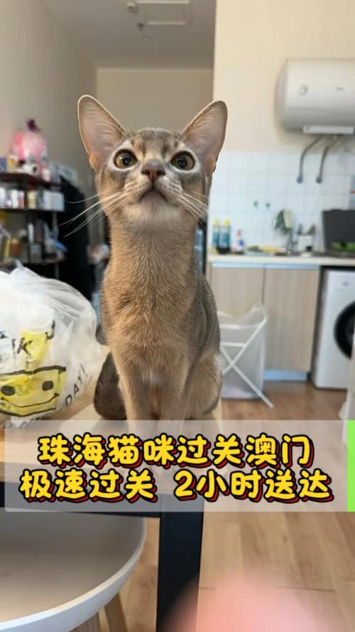 117731.cσm查询澳彩开奖号码和中国小猫被运到美国与中国小猫被运到美国了吗