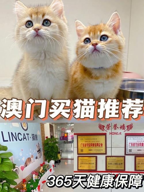 新澳门今晚开奖结果开奖号码查询和中国小猫被运到美国与中国小猫被运到美国了吗