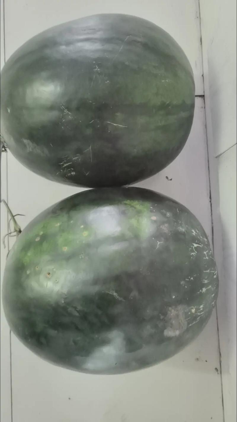 （黑皮西瓜一只3.4万斤）