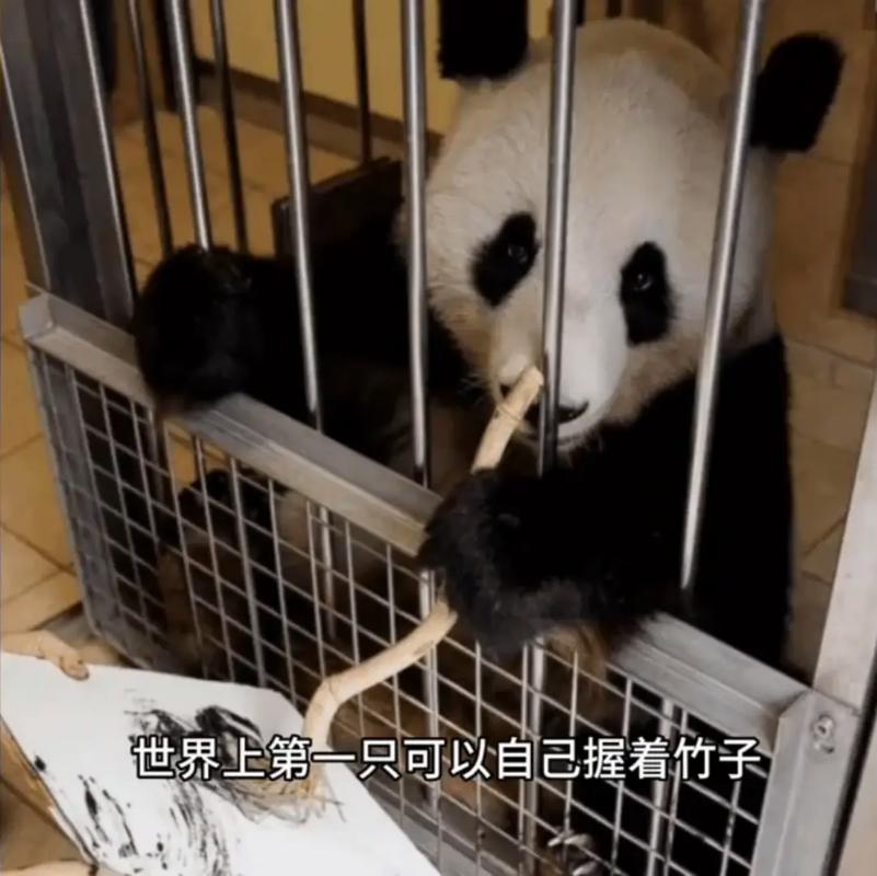 新澳门2025年开奖记录和4只旅日大熊猫回国与4只旅日大熊猫回国了吗