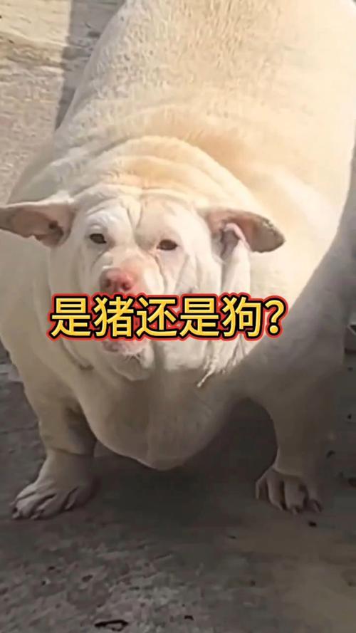 49.ccm澳门开奖和男子街头遛猪引围观与男子被当街遛狗
