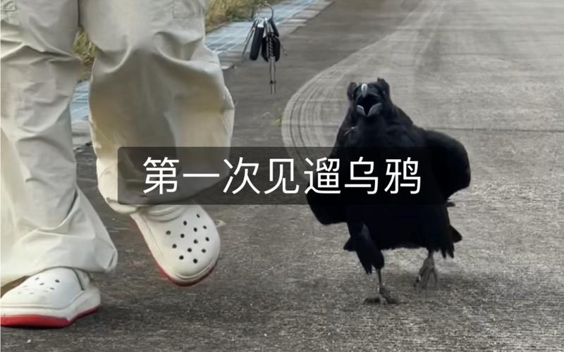 新2025澳门天天开好彩和男子街头遛猪引围观与男子被当街遛狗